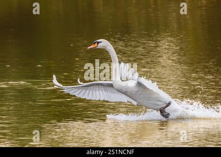 Mute Swan, Cygnus olor, rising from the water surface, with curved neck and outstretched wings and legs, kicking on the water surface creating an enor Stock Photo