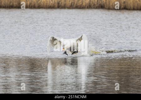 Mute Swan, Cygnus olor, rising from the water surface, with outstretched neck and curved wings and legs, kicking on the water surface creating an enor Stock Photo