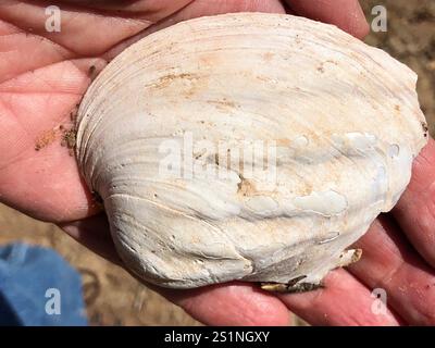 Three-ridge Mussel (Amblema plicata Stock Photo - Alamy