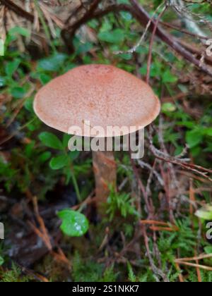 Red Banded Webcap red banded webcap (Cortinarius armillatus), Sep 80 Stock Photo - Alamy