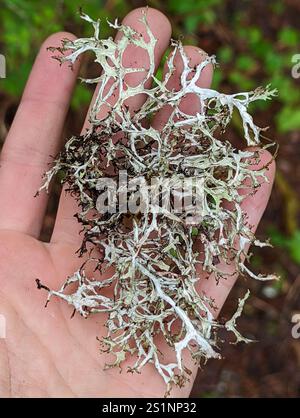 Ribbon Rag Lichen (Platismatia stenophylla Stock Photo - Alamy