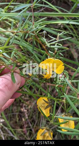 Golden Glory Pea (Gompholobium latifolium) Stock Photo