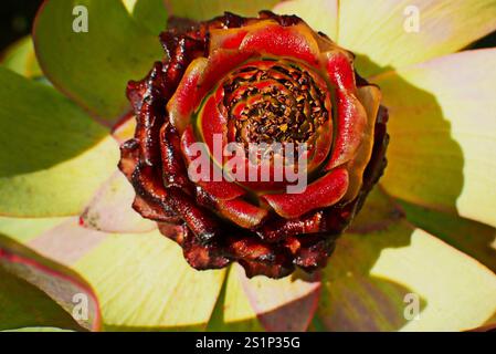 Spicy Conebush (Leucadendron tinctum) Stock Photo