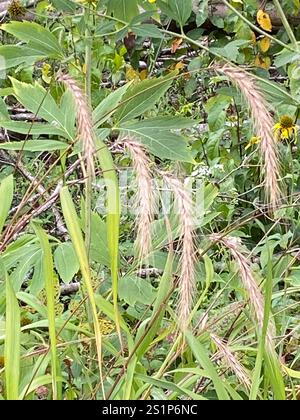 river wild rye (Elymus riparius) Plantae Stock Photo - Alamy