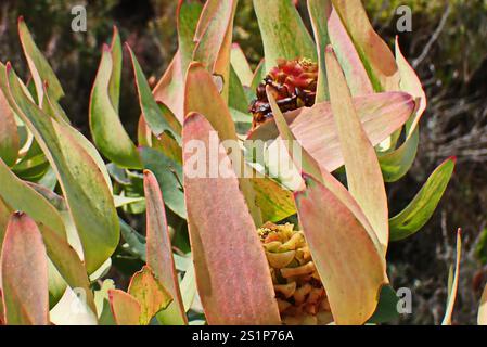 Spicy Conebush (Leucadendron tinctum) Stock Photo