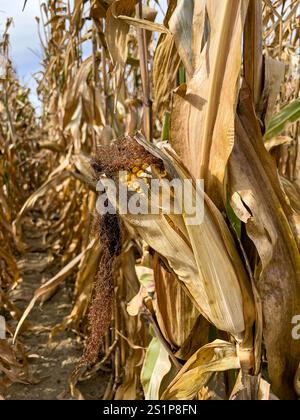 Field of ripe corn in autumn before harvesting Stock Photo