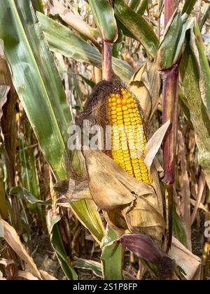 Dry corn on the cob in autumn before harvesting of the field in autumn before harvesting of the field Stock Photo