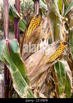 Close-up view of 2 ripe corn cobs in the field in autumn Stock Photo