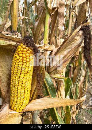 Full length view of a ripe corn on the cob in autumn Stock Photo