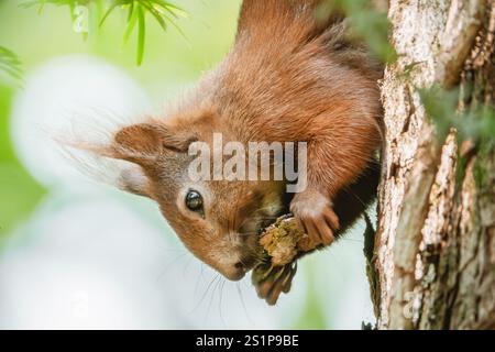 Eating squirrel upside down on tree trunk Stock Photo