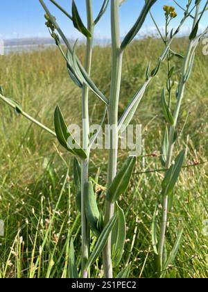 Water Ragwort water ragwort (Senecio hydrophilus Stock Photo - Alamy