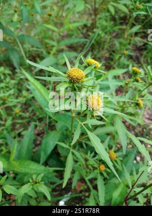 Greater Bur-marigold (Bidens radiata) Stock Photo