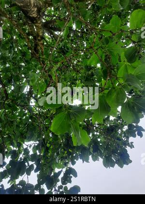 Strychnine tree (Strychnos nux-vomica) in the Bamurru Plains, Northern ...