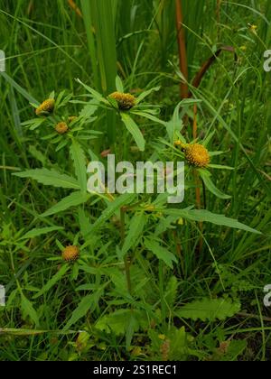 Greater Bur-marigold (Bidens radiata) Stock Photo