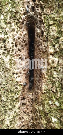 Charcoal Stingless Bee (Tetragonula carbonaria) Insecta Stock Photo - Alamy