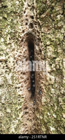 Charcoal Stingless Bee (Tetragonula carbonaria) Insecta Stock Photo - Alamy