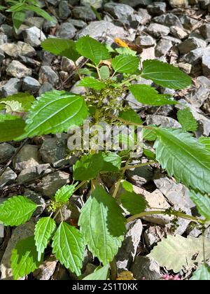 Canada clearweed (Pilea pumila) Stock Photo