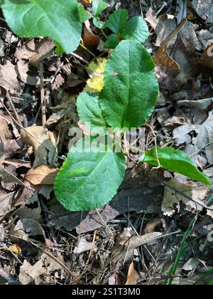 shinleaf (Pyrola elliptica Stock Photo - Alamy