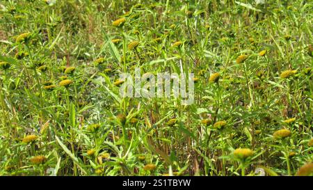 Greater Bur-marigold (Bidens radiata) Stock Photo