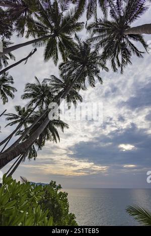 Wild beach with surf on the coast facing the Indian Ocean. Palm trees and high waves at sunset. Patong, Kathu, Phuket Island, Thailand, Asia Stock Photo
