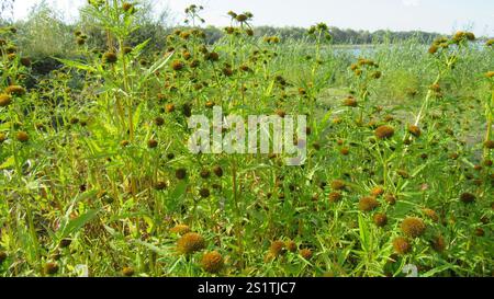 Greater Bur-marigold (Bidens radiata) Stock Photo
