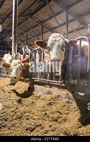Several brown and white cows standing behind bars in a barn and eating hay, Haselstaller Hof, Gechingen, Calw district, Hecken and Gaeu region, German Stock Photo