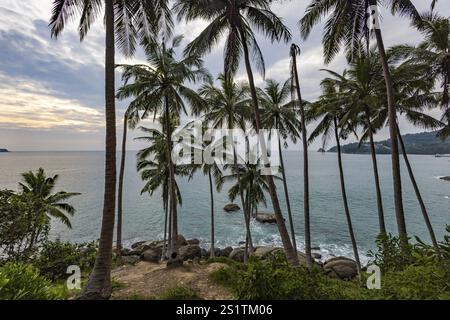 Wild beach with surf on the coast facing the Indian Ocean. Palm trees and high waves at sunset. Patong, Kathu, Phuket Island, Thailand, Asia Stock Photo