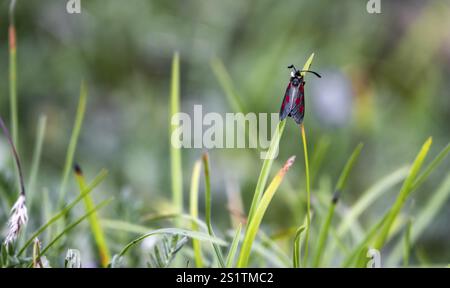 Blood droplet on blade of grass, Hohe Tauern, Austria, Europe Stock Photo