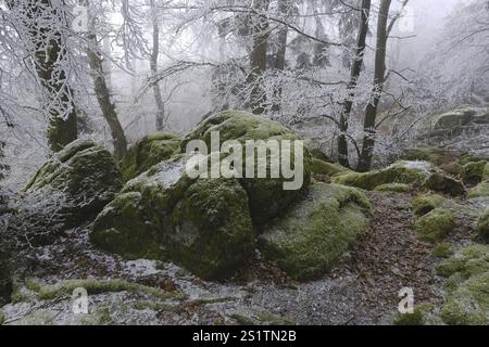 Rocks and trees in the winter forest with moss and light frost Stock Photo