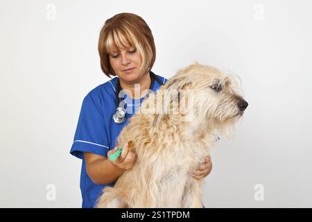 Young veterinarian with a dog on a light background Stock Photo