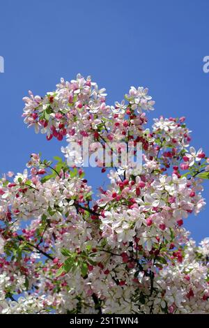Pink buds and white blossomed cherry blossoms in front of a cloudless blue sky. Portrait format. Pink buds and white cherry blossoms in front of a clo Stock Photo