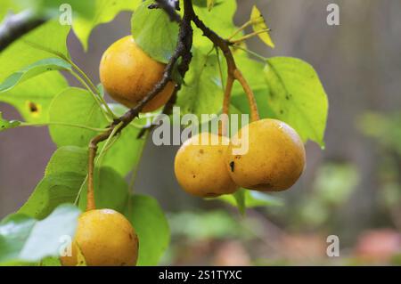 Rhino pears on the tree Stock Photo
