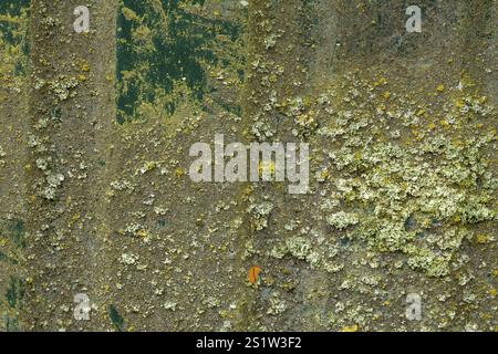 Mossy and weathered old sheet metal in detail as background Stock Photo