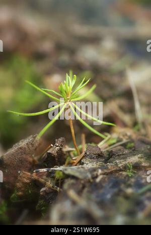 Spring awakens in nature Stock Photo - Alamy