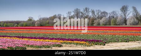 Tulip field with different colours in springtime as a panorama photograph. Tulip field with different colours in springtime Stock Photo