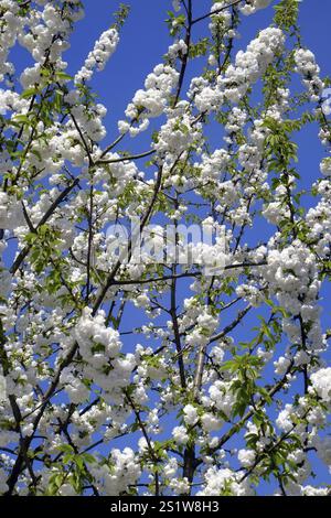 Branches of a lushly blossoming white Japanese ornamental cherry in front of a blue sky. Portrait format. Branches of an opulent blossoming white Japa Stock Photo
