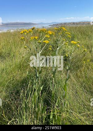 Water Ragwort water ragwort (Senecio hydrophilus Stock Photo - Alamy