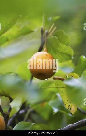 Rhino pears on the tree Stock Photo
