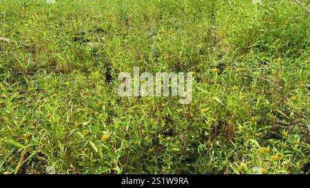 Greater Bur-marigold (Bidens radiata) Stock Photo