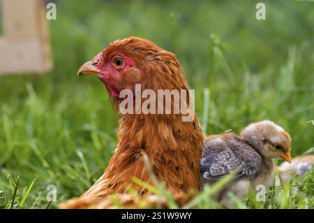 Chicken with little hatchling on a farm Stock Photo