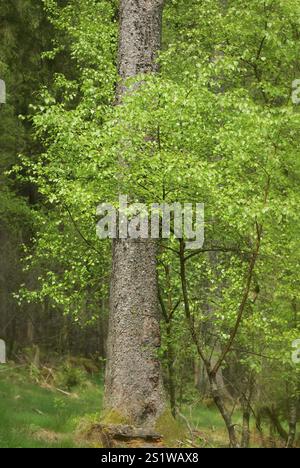 Spring awakens in nature Stock Photo - Alamy