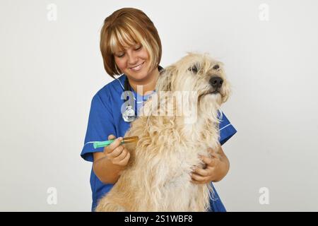 Young veterinarian with a dog on a light background Stock Photo