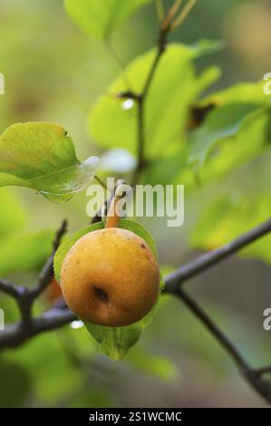 Rhino pears on the tree Stock Photo