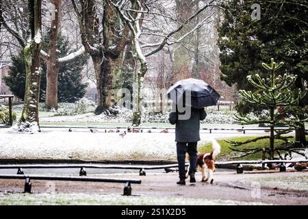 DORDRECHT - People are walking their dogs during the first snowfall of the winter season. Code yellow is in effect across the country for slipperiness due to snow and possible limited visibility. ANP JEFFREY GROENEWEG netherlands out - belgium out Stock Photo