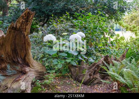 A weathered tree stump, surrounded by lush green foliage with a cluster of white hydrangeas. Stock Photo