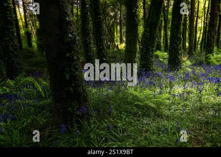 Lush greenery fills the forest floor, illuminated by soft sunlight. Bright bluebells bloom between ferns and moss-covered trees, creating a tranquil s Stock Photo