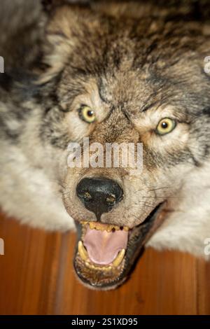 A wolf skin on cabin wall lapland Stock Photo