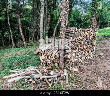 Large stack of firewood drying in the forest, prepared by a lumberjack for the cold winter season Stock Photo