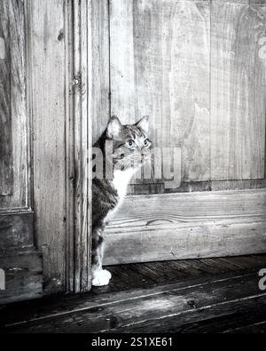 Curious cat is peeking out from behind an old door, looking up with wide eyes Stock Photo