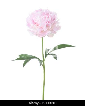 Pale pink Peony with green leaves isolated on white background Stock Photo